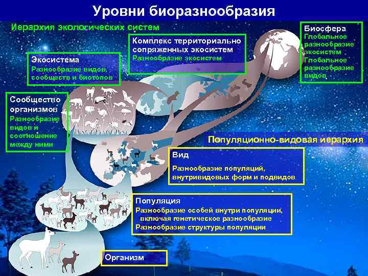 Уровни биоразнообразия Иерархия экологических систем Биосфера Комплекс территориально сопряженных экосистем Разнообразие экосистем Экосистема Разнообразие