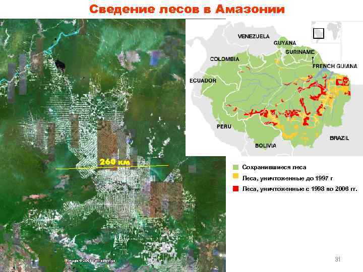 Сведение лесов в Амазонии Сохранившиеся леса Леса, уничтоженные до 1997 г Леса, уничтоженные с
