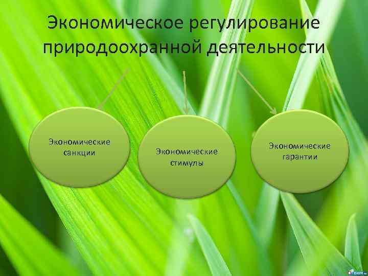 Экономическое регулирование природоохранной деятельности Экономические санкции Экономические стимулы Экономические гарантии 