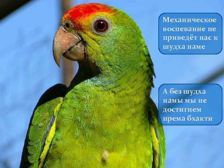 Механическое воспевание не приведёт нас к шудха наме А без шудха намы мы не