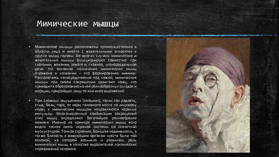 Мимические мышцы § Мимические мышцы расположены преимущественно в области лица и вместе с жевательными