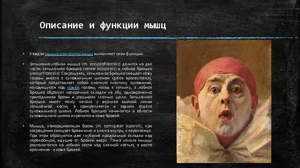 Описание и функции мышц § Каждая мышца или группы мышц выполняют свои функции. §