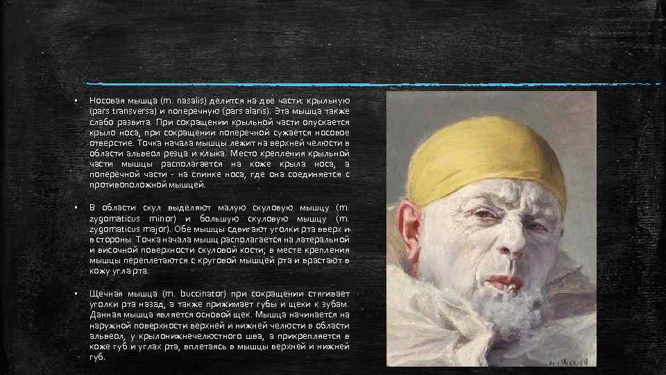 § Носовая мышца (m. nasalis) делится на две части: крыльную (pars transversa) и поперечную