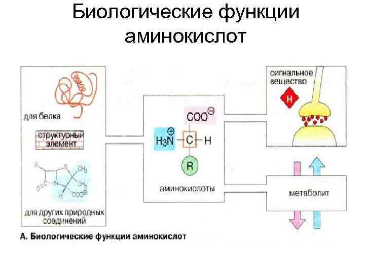 Биологические функции аминокислот 