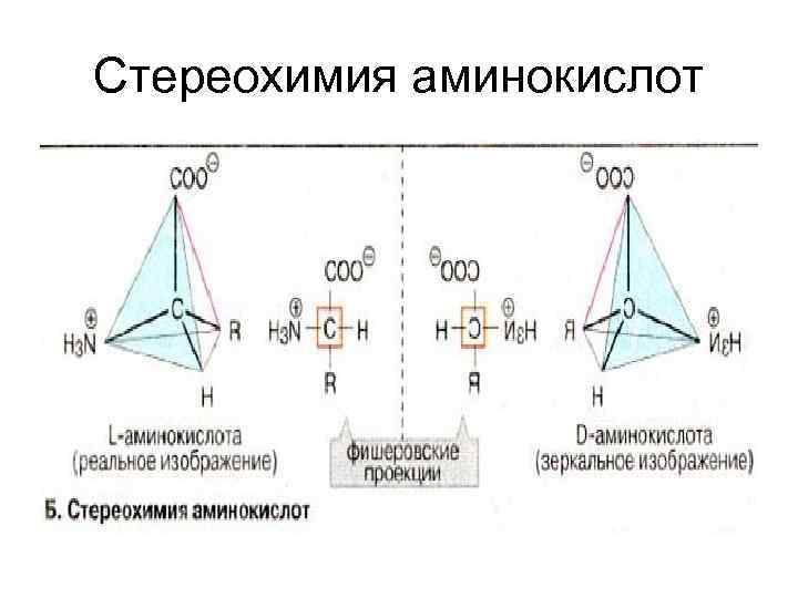 Стереохимия аминокислот 