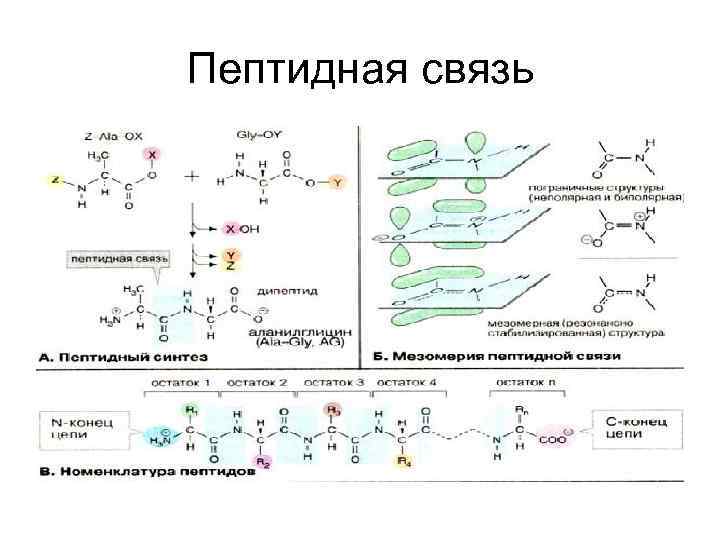 Пептидная связь 