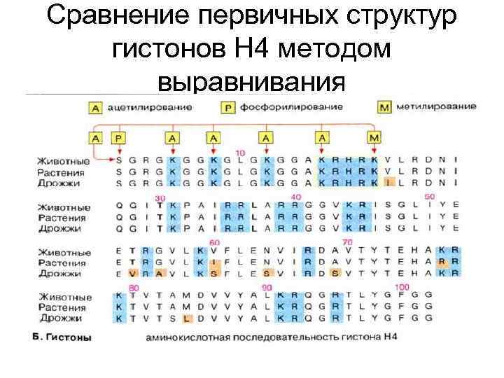 Сравнение первичных структур гистонов Н 4 методом выравнивания 