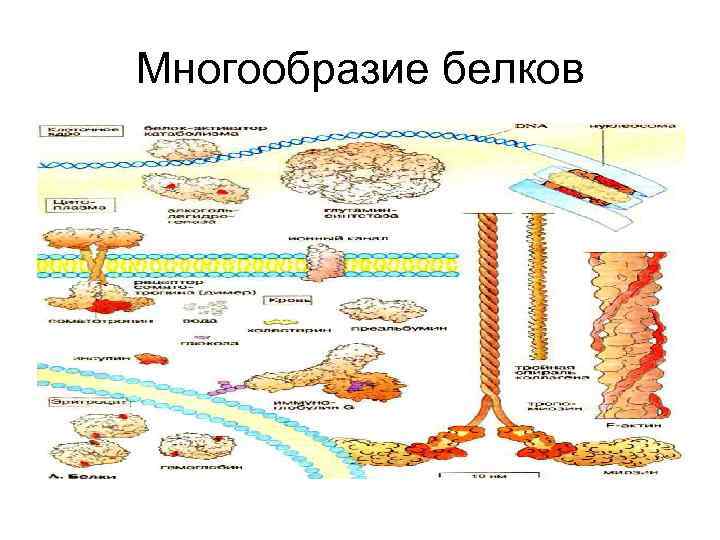 Многообразие белков 