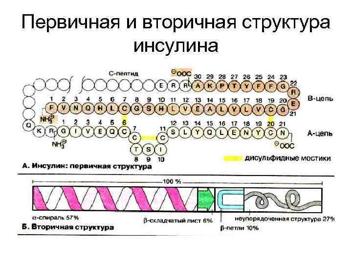 Первичная и вторичная структура инсулина 