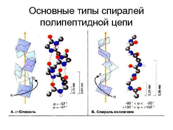 Основные типы спиралей полипептидной цепи 