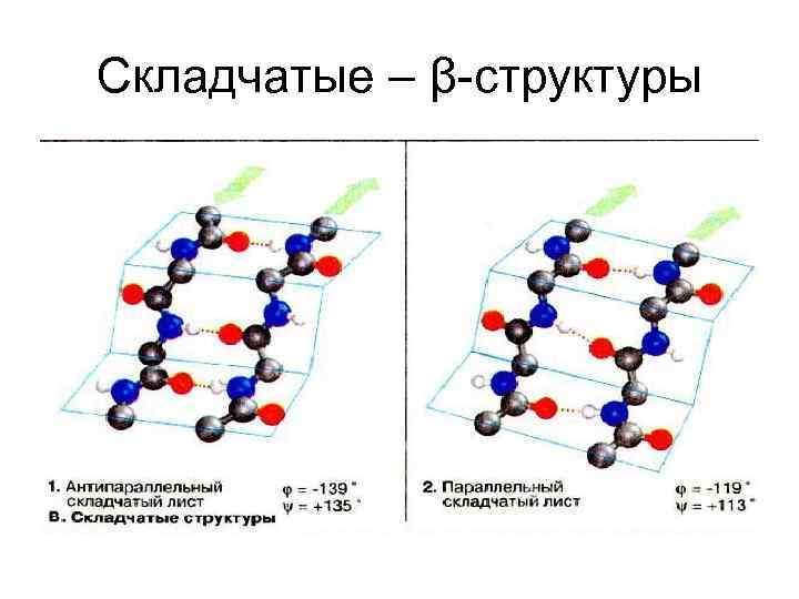 Складчатые – β-структуры 