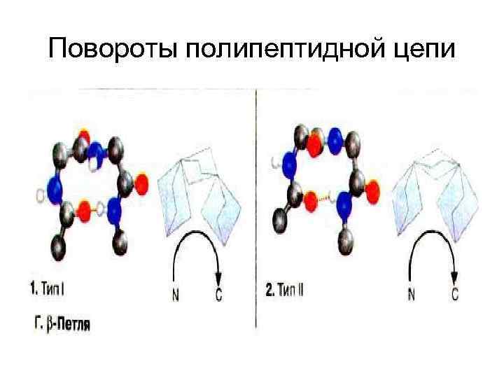 Повороты полипептидной цепи 