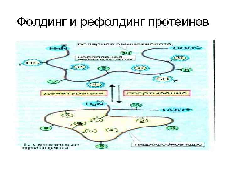 Фолдинг и рефолдинг протеинов 