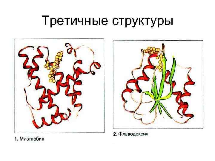 Третичные структуры 