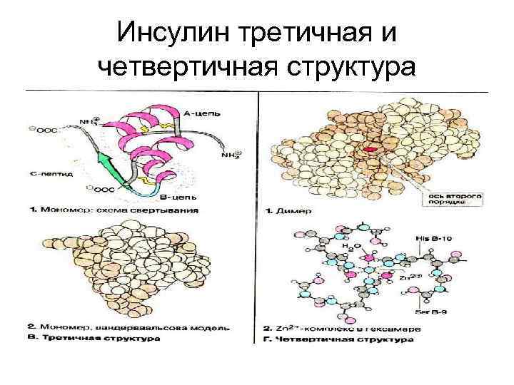 Инсулин третичная и четвертичная структура 