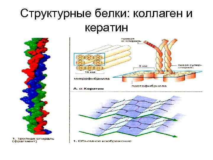 Структурные белки: коллаген и кератин 