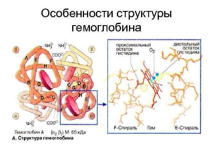 Особенности структуры гемоглобина 