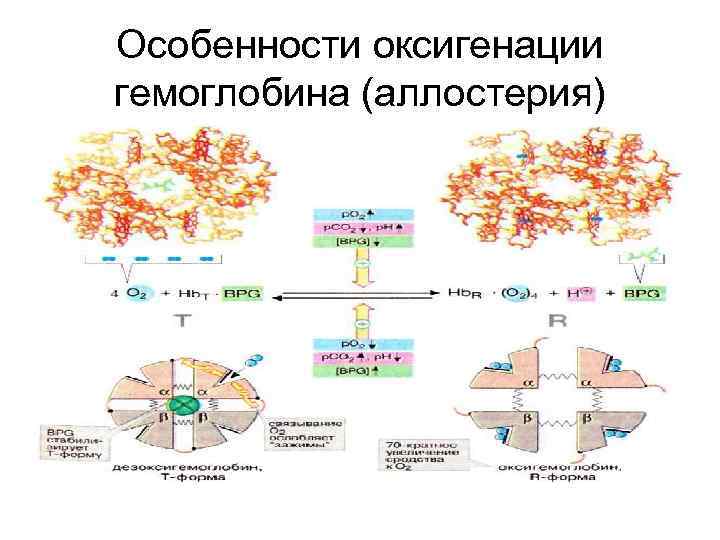 Особенности оксигенации гемоглобина (аллостерия) 