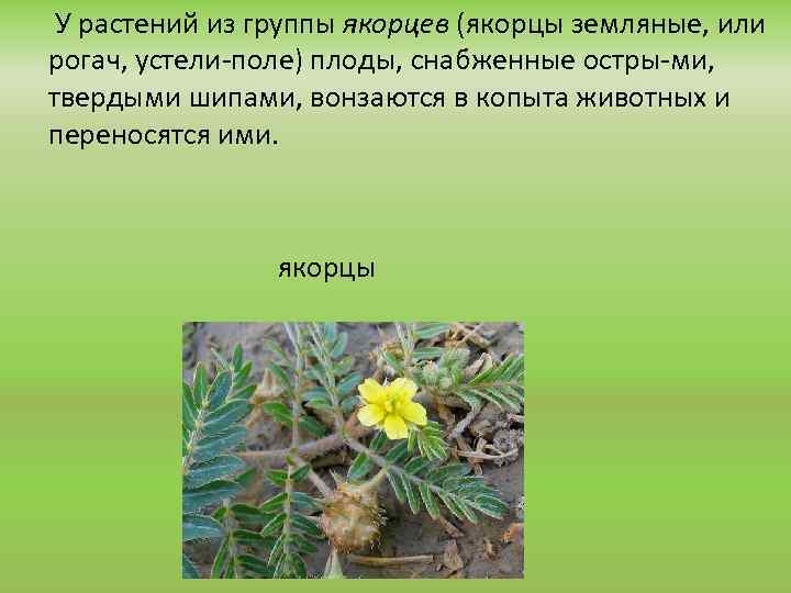 У растений из группы якорцев (якорцы земляные, или рогач, устели поле) плоды, снабженные остры