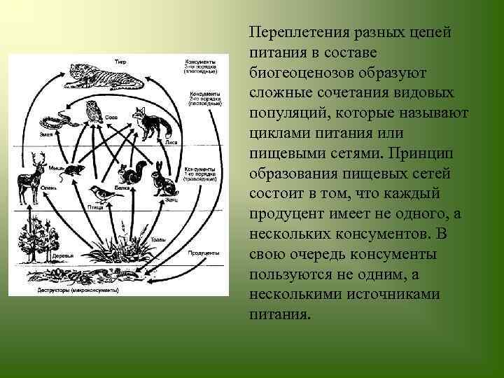 Переплетения разных цепей питания в составе биогеоценозов образуют сложные сочетания видовых популяций, которые называют