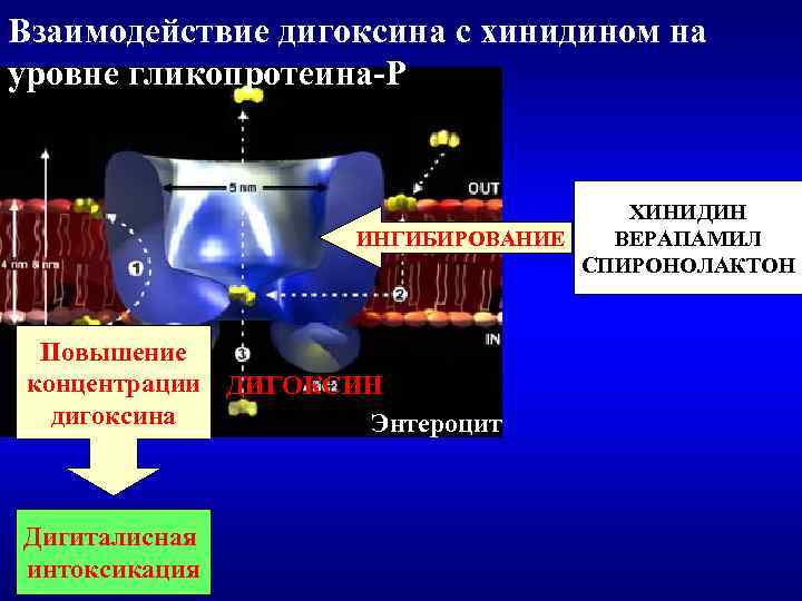 Взаимодействие дигоксина с хинидином на уровне гликопротеина-Р ХИНИДИН ИНГИБИРОВАНИЕ ВЕРАПАМИЛ СПИРОНОЛАКТОН Повышение концентрации ДИГОКСИН
