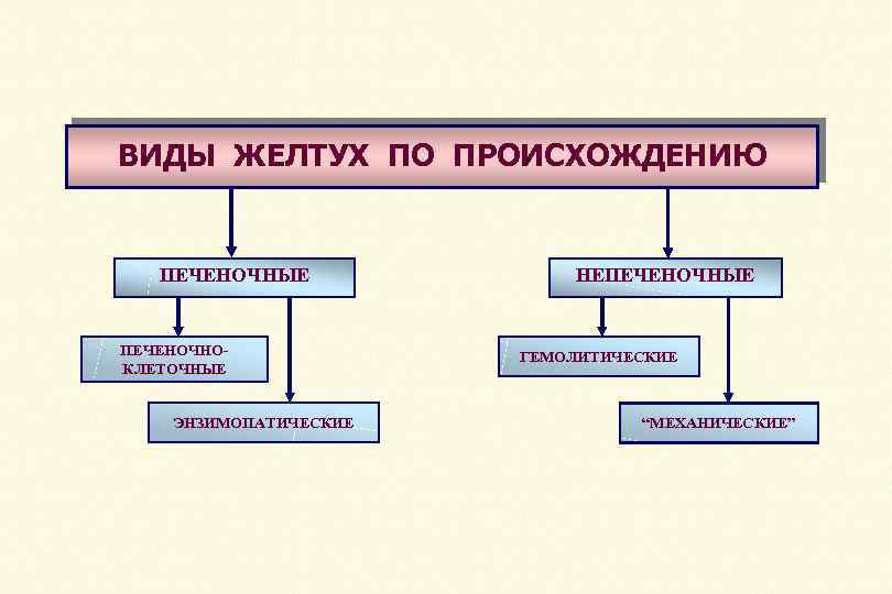 ВИДЫ ЖЕЛТУХ ПО ПРОИСХОЖДЕНИЮ ПЕЧЕНОЧНЫЕ ПЕЧЕНОЧНОКЛЕТОЧНЫЕ ЭНЗИМОПАТИЧЕСКИЕ НЕПЕЧЕНОЧНЫЕ ГЕМОЛИТИЧЕСКИЕ “МЕХАНИЧЕСКИЕ” 