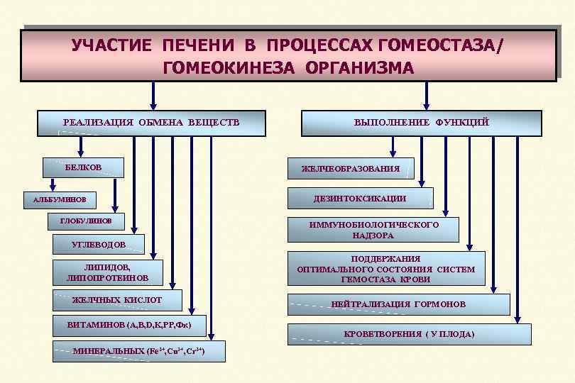 УЧАСТИЕ ПЕЧЕНИ В ПРОЦЕССАХ ГОМЕОСТАЗА/ ГОМЕОКИНЕЗА ОРГАНИЗМА РЕАЛИЗАЦИЯ ОБМЕНА ВЕЩЕСТВ БЕЛКОВ АЛЬБУМИНОВ ГЛОБУЛИНОВ УГЛЕВОДОВ