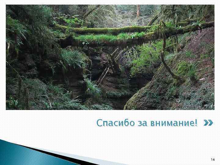 Спасибо за внимание! 14 