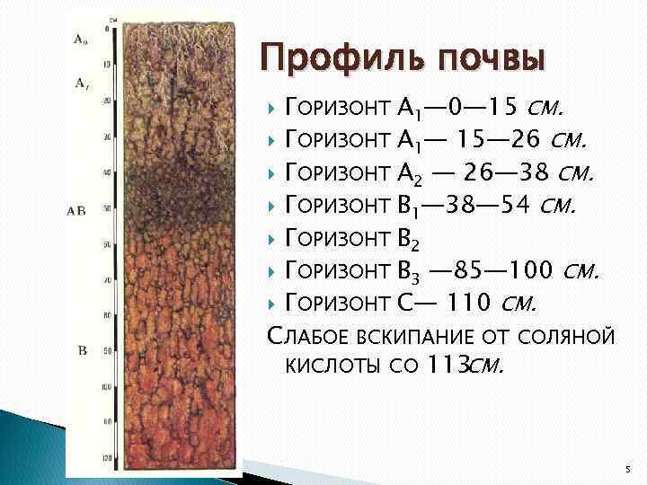 Профиль почвы ГОРИЗОНТ A 1— 0— 15 СМ. ГОРИЗОНТ A 1— 15— 26 СМ.