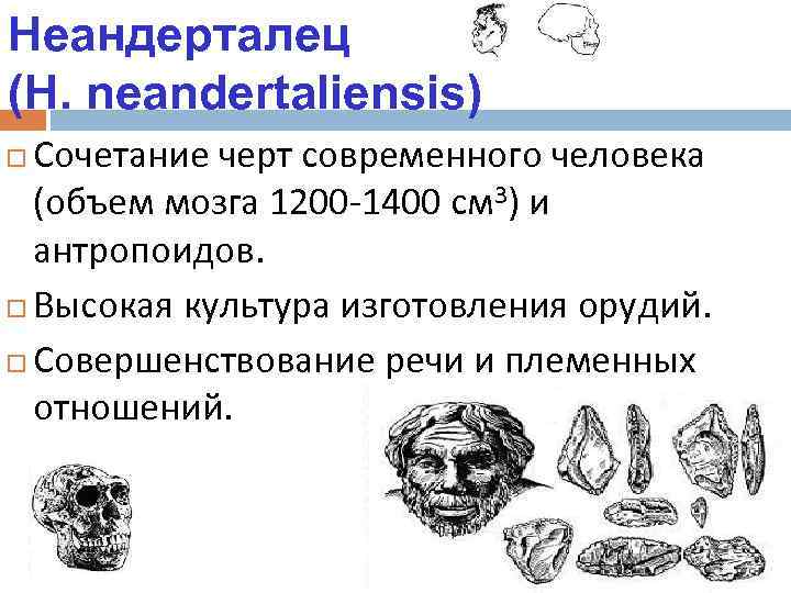Неандерталец (H. neandertaliensis) Сочетание черт современного человека (объем мозга 1200 -1400 см 3) и