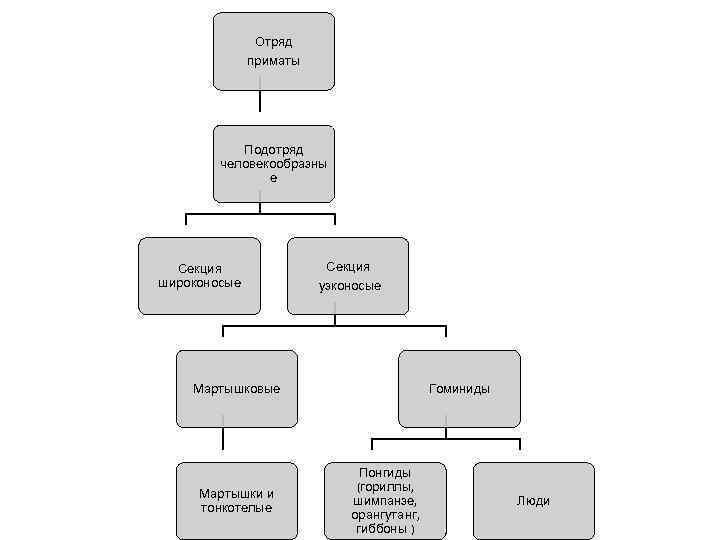 Отряд приматы Подотряд человекообразны е Секция широконосые Секция узконосые Мартышковые Мартышки и тонкотелые Гоминиды