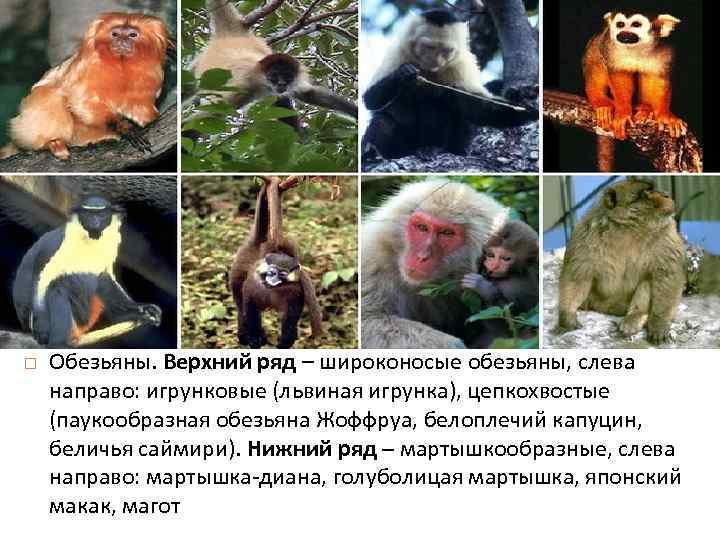  Обезьяны. Верхний ряд – широконосые обезьяны, слева направо: игрунковые (львиная игрунка), цепкохвостые (паукообразная