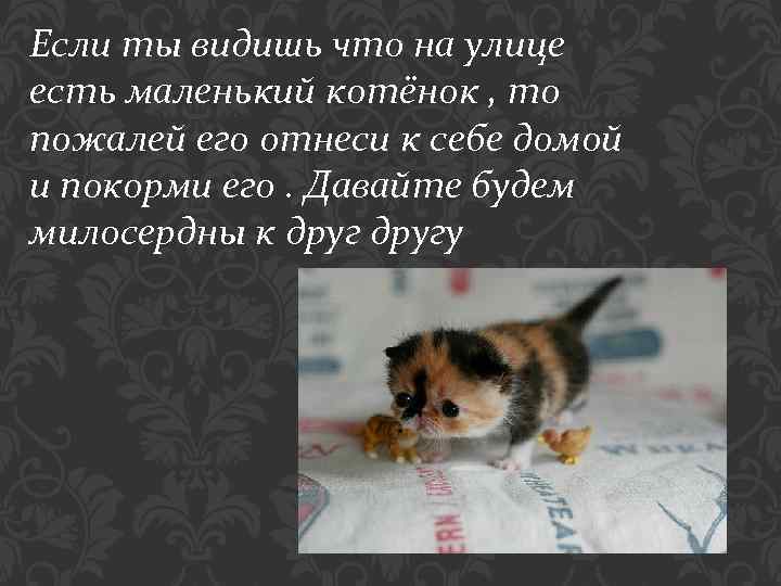 Если ты видишь что на улице есть маленький котёнок , то пожалей его отнеси