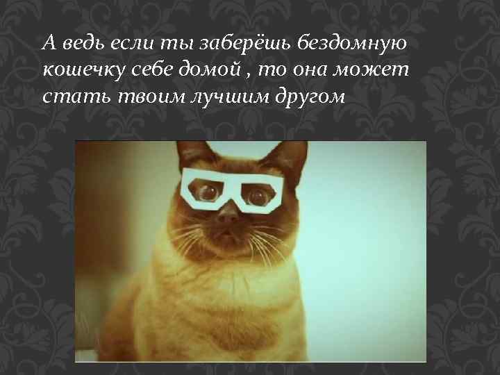 А ведь если ты заберёшь бездомную кошечку себе домой , то она может стать