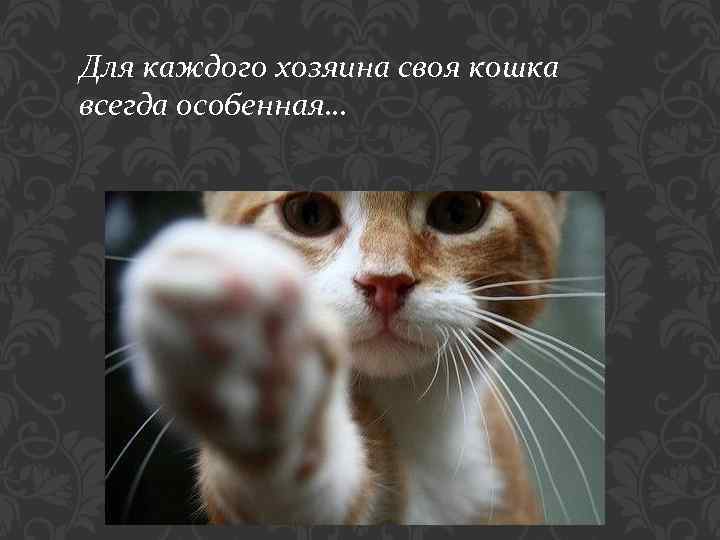 Для каждого хозяина своя кошка всегда особенная… 