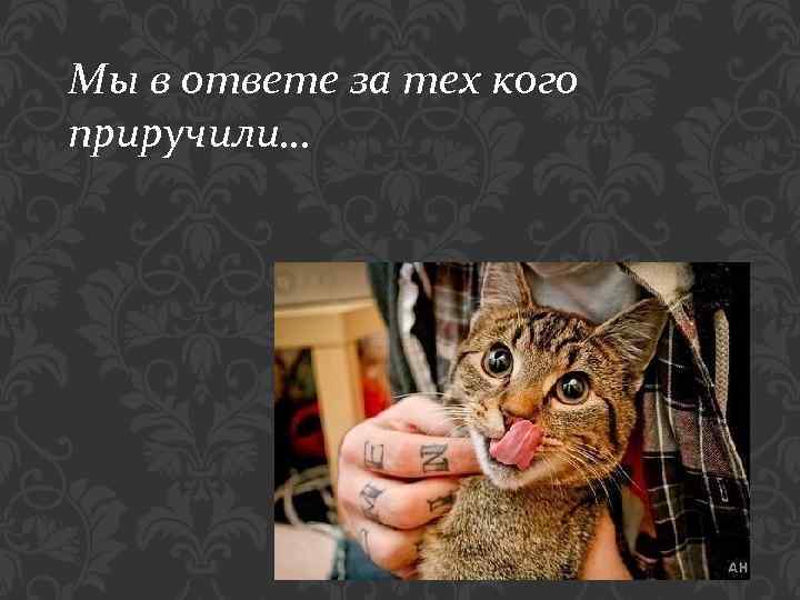 Мы в ответе за тех кого приручили… 