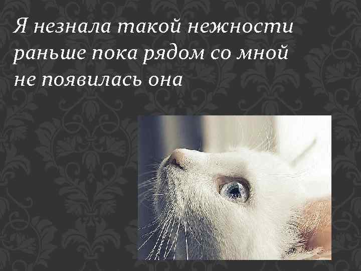 Я незнала такой нежности раньше пока рядом со мной не появилась она 