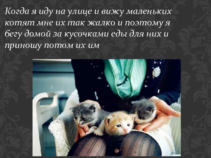 Когда я иду на улице и вижу маленьких котят мне их так жалко и