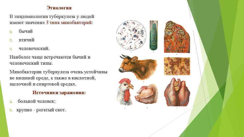 Этиология В эпидемиологии туберкулеза у людей имеют значение 3 типа микобактерий: a. бычий b.