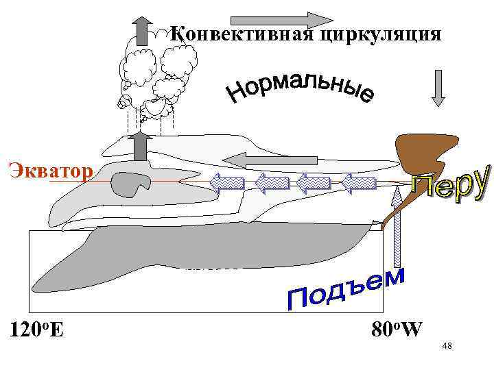 Конвективная циркуляция Экватор термоклин 120 o. E 80 o. W 48 