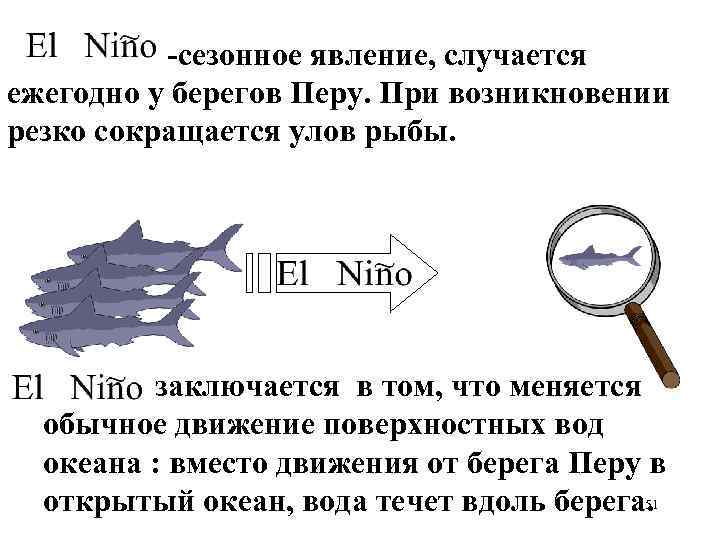  -сезонное явление, случается ежегодно у берегов Перу. При возникновении резко сокращается улов рыбы.