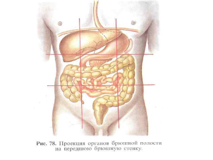 Методы изучения органов пищеварения биология. Проекция органов брюшной полости. Проекция органов пищеварения. Проекция органов на переднюю брюшную стенку. Проекция органов пищеварительной системы.