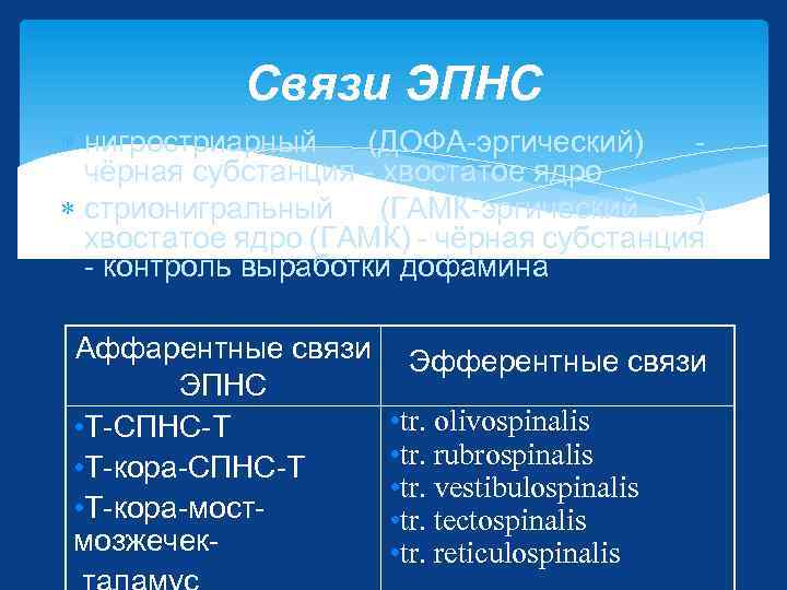 Связи ЭПНС нигростриарный (ДОФА-эргический) чёрная субстанция - хвостатое ядро стрионигральный (ГАМК-эргический -) хвостатое ядро
