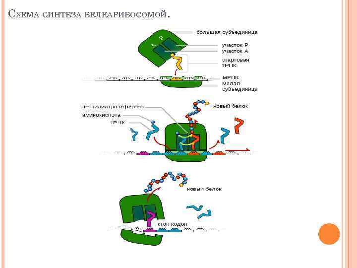 Презентация синтез белка в клетке