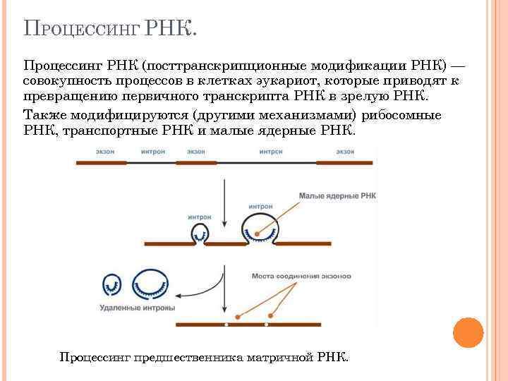 Креатин загрузка схема