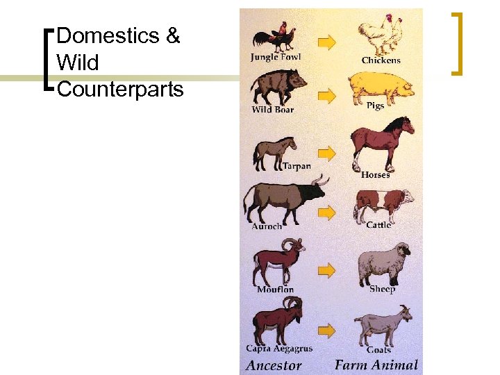 Domestics & Wild Counterparts 