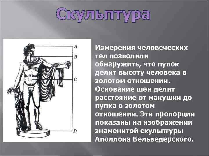 Скульптура Измерения человеческих тел позволили обнаружить, что пупок делит высоту человека в золотом отношении.