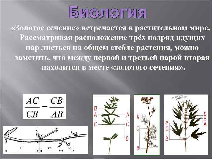 Рассмотрите расположение. Золотое сечение в растительном мире. Золотое сечение в биологии. Золотое сечение в биологии и медицине. Золотое сечение лист.