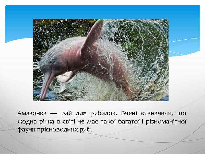 Амазонка — рай для рибалок. Вчені визначили, що жодна річка в світі не має