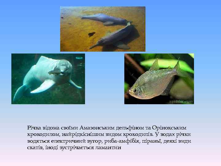 Річка відома своїми Амазонським дельфіном та Орінокським крокодилом, найрідкіснішим видом крокодилів. У водах річки